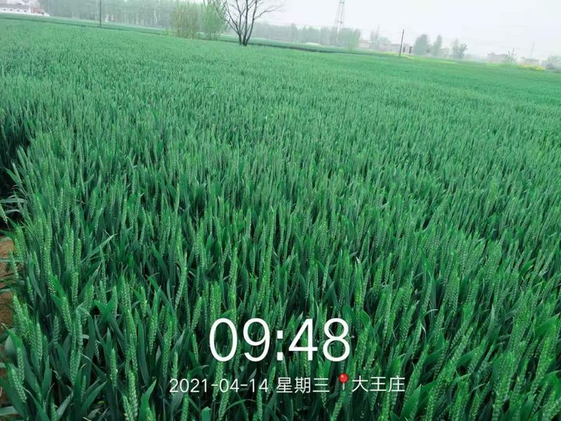 安徽臨泉，苑豐12，大田表現(xiàn)