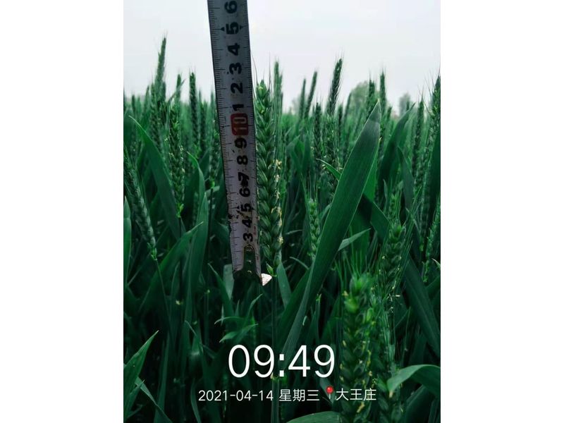 安徽臨泉，苑豐12，大田表現(xiàn)